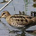 Latham's Snipe in Kasai Rinaki Park<br />Canon EOS 6D + EF400 F5.6